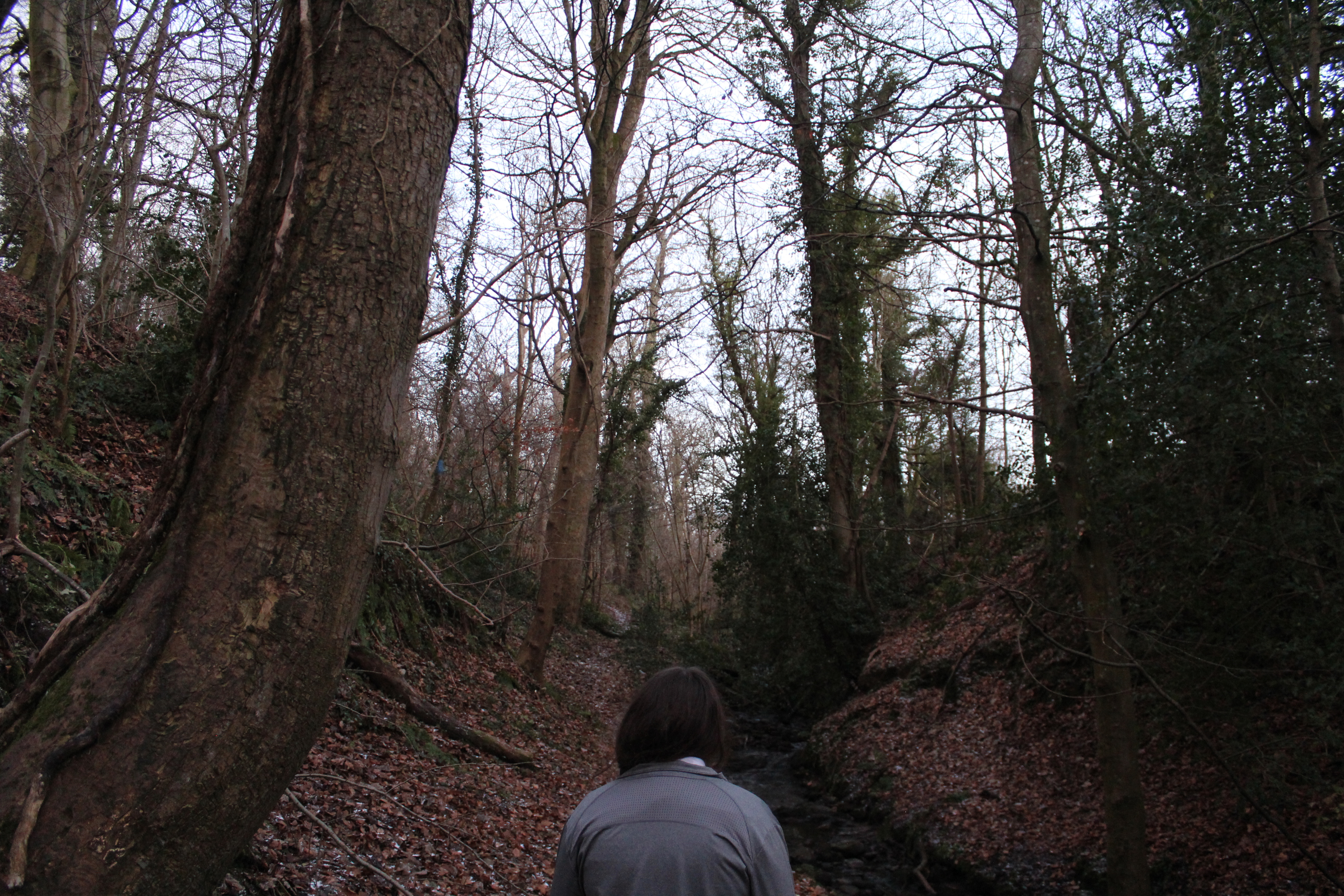 A Walk In The Woods